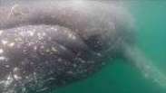 Câmera grudada no dorso revela olhar de 'baleia cinegrafista' na Antártida