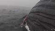 Câmera flagra tubarão comendo carcaça de baleia-jubarte na Califórnia