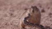 O 'duelo': documentário da BBC mostra roedor enfrentando cobra para defender seus filhotes