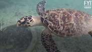 Venda ilegal de tartarugas marinhas às coloca em risco de extinção
