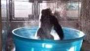 'Gorila dançarino' impressiona com movimentos em piscina