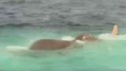 Elefante é resgatado nadando no mar a 16 km da costa