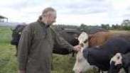 O criador de gado vegetariano que decidiu salvar suas vacas do abatedouro