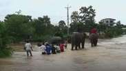 Elefantes ajudam a resgatar turistas em parque alagado