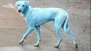 Por que estão aparecendo cachorros vira-lata azuis em Mumbai, na Índia?