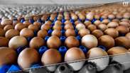 Frangos e ovos são contaminados com pesticida