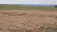 Colheita do trigo terá duzentas mil toneladas a menos por conta do clima no Paraná