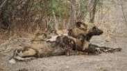 Cientistas desvendam por que cães selvagens na África fazem reuniões com 'espirros'