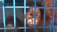 Filhotes de orangotango ameaçados de extinção são resgatados