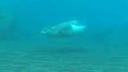 Príncipe Alberto II de Mônaco mergulha para salvar foca rara