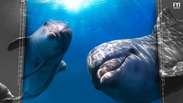 Baleias e golfinhos são similares a humanos
