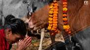 A proteçāo das vacas na Índia