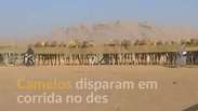 Camelos disparam em corrida no deserto da Jordânia