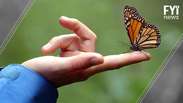 Borboletas-monarca podem entrar em extinção
