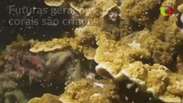 Grande Barreira de Corais ganha vida com desova anual