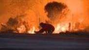Homem resgata coelho de incêndio na Califórnia