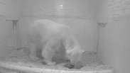 Zoológico de Berlim dá boas-vindas a filhote de urso polar