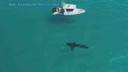 Tubarão branco ronda barco da guarda-costeira australiana