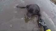 Veja resgate de cão preso em lago congelado na Inglaterra
