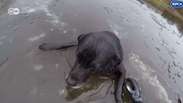 Cachorro fica preso por quase uma hora em área congelada de rio