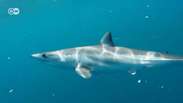 Tubarões e arraias do mediterrâneo estão doentes, revela pesquisa