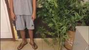 Jovem é detido com pé de maconha plantado em casa