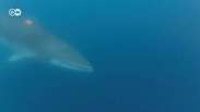 Cientistas instalam câmera em baleia Minke