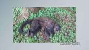 Laudo parcial descarta morte  de macaca por febre amarela e raiva 