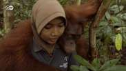 Pesquisadores reencontram orangotango que soltaram na mata