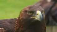 Instituto se dedica a conservar águia símbolo do México