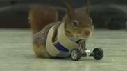 Rodas protéticas ajudam esquilo a recuperar movimentos