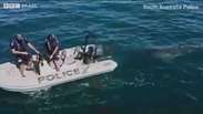 O momento em que policiais descobrem que estão sendo perseguidos por um tubarão