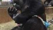 Mãe gorila emociona funcionários de zoo ao beijar filhote recém-nascido
