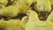 Avicultores já sentem diminuição na produção de frango
