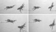 Ciência desvenda truque da aranha para saltar sobre sua presa