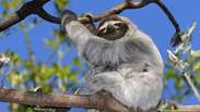 Bichos-preguiça sofrem com a perda de habitat