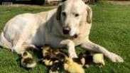 Cachorro adota filhotes de pato abandonados na Inglaterra