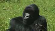 Cresce para mil a população de gorilas em risco de extinção