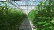 Como é a maior plantação legal de maconha do mundo