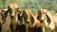 Top Agro: Exportação de carne bovina bate recorde em setembro