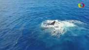 Baleias e observadores não se entendem na ilha de Reunião