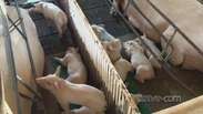Após 11 meses de embargo, a Rússia vai voltar a comprar carne suína brasileira
