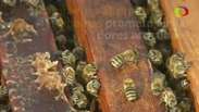 Tratamento com abelhas prospera em terraço no Cairo