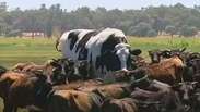 Vaca gigante escapa de abatedouro na Austrália
