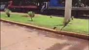 Brumadinho: vídeo mostra desespero dos funcionários no rompimento da barragem