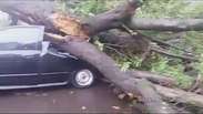 Temporal derruba árvores e postes e deixa estragos em Londrina