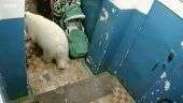 Ursos polares invadem arquipélago na Rússia em busca de comida