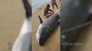 Vídeo: tubarão de dois metros é capturado em praia do Rio de Janeiro
