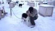 O homem que mora com 110 cachorros no Ártico