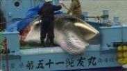 Japão caça baleias pela 1ª vez em 30 anos após fim de proibição